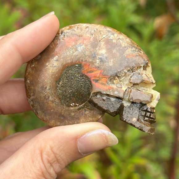 Ammonite Skull - Picture 5 of 9